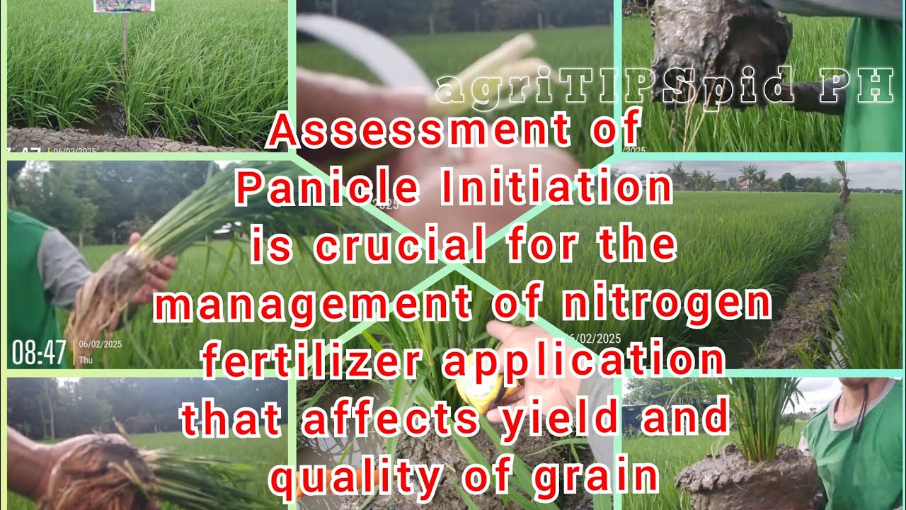 Panicle Initiation| Determined via Green Ring, Internode-Elongation, 2mm Panicle| Manual dissection.