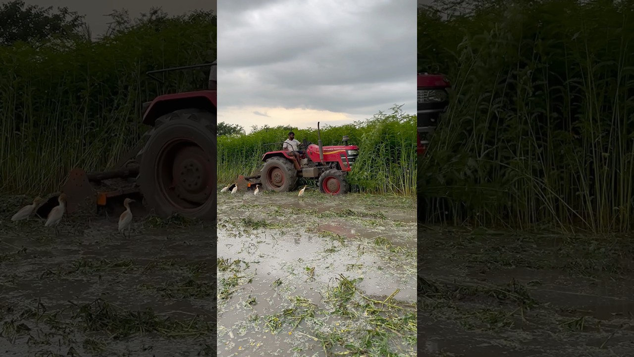 Mahindra 4wd tractor working in mud #shorts #trending #tractor