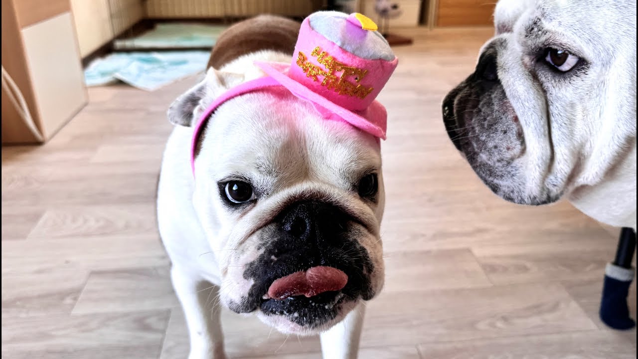 まるこ‼︎5歳のお誕生日おめでとう‼︎ライブ♪