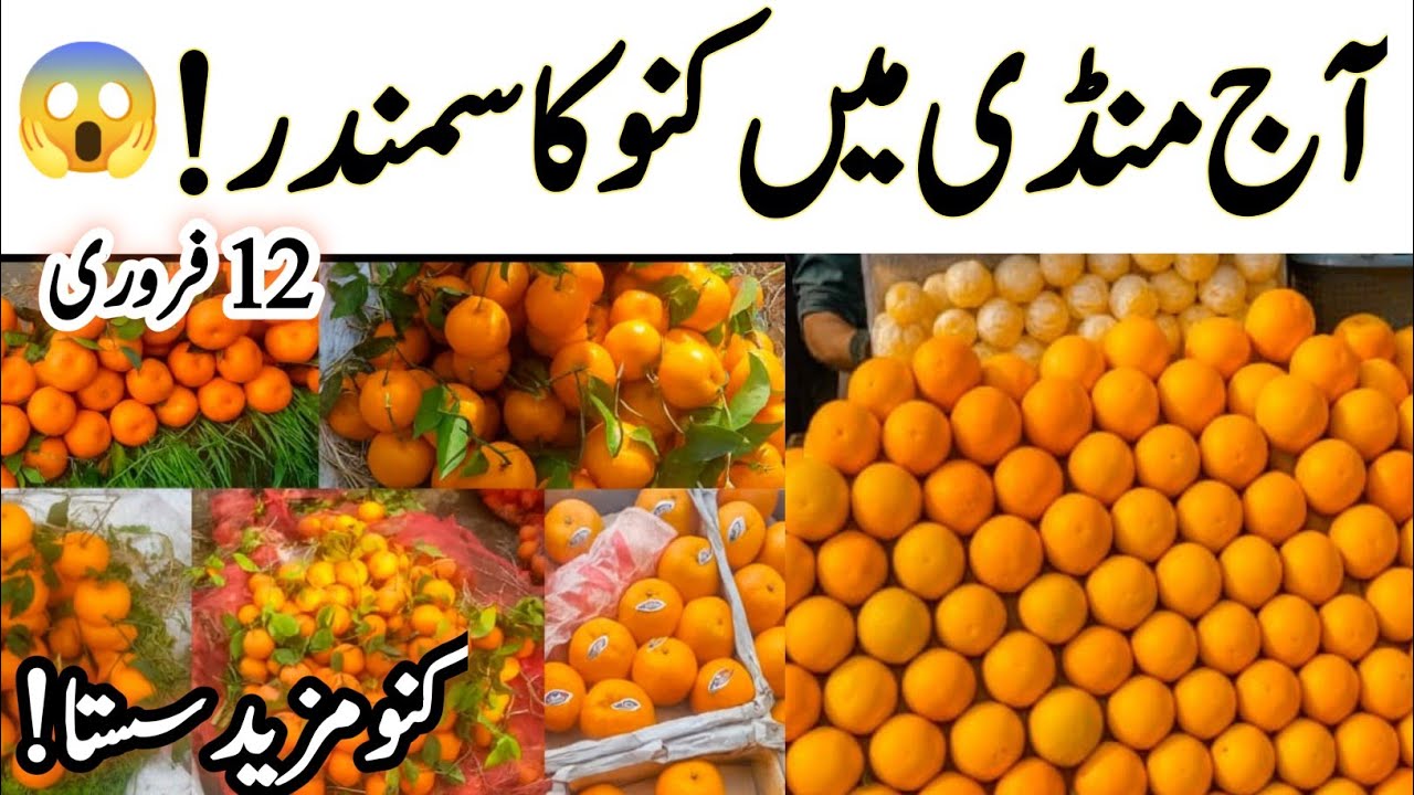 “منڈی میں کنو کا سمندر! | آج کی تازہ قیمتیں | 12 February”