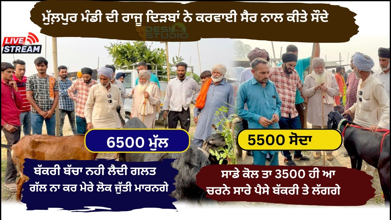 ਰਾਜੂ ਨੇ ਬਾਬੇ ਨੂੰ ਦਵਾਈ ਬੱਕਰੀ ਨਾਲੇ ਕਰਵਾਈਆ ਮੁੱਲਾਂਪੁਰ ਮੰਡੀ ਦੀ ਸੈਰ #tungwalibakramandi #rajudirba #goat