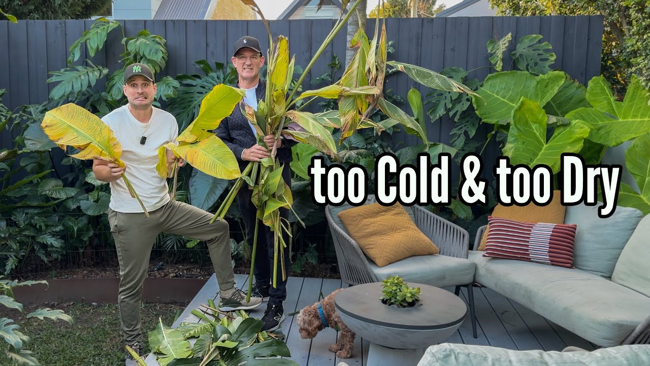 Can this Tropical Garden survive the Cold Snap? ❄️🌿