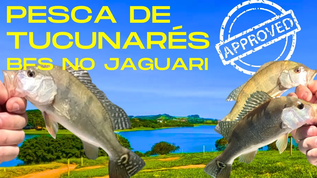 Pescaria de tucunarés na represa do Jaguari, Bragança Paulista e Piracaia. Muita ação...