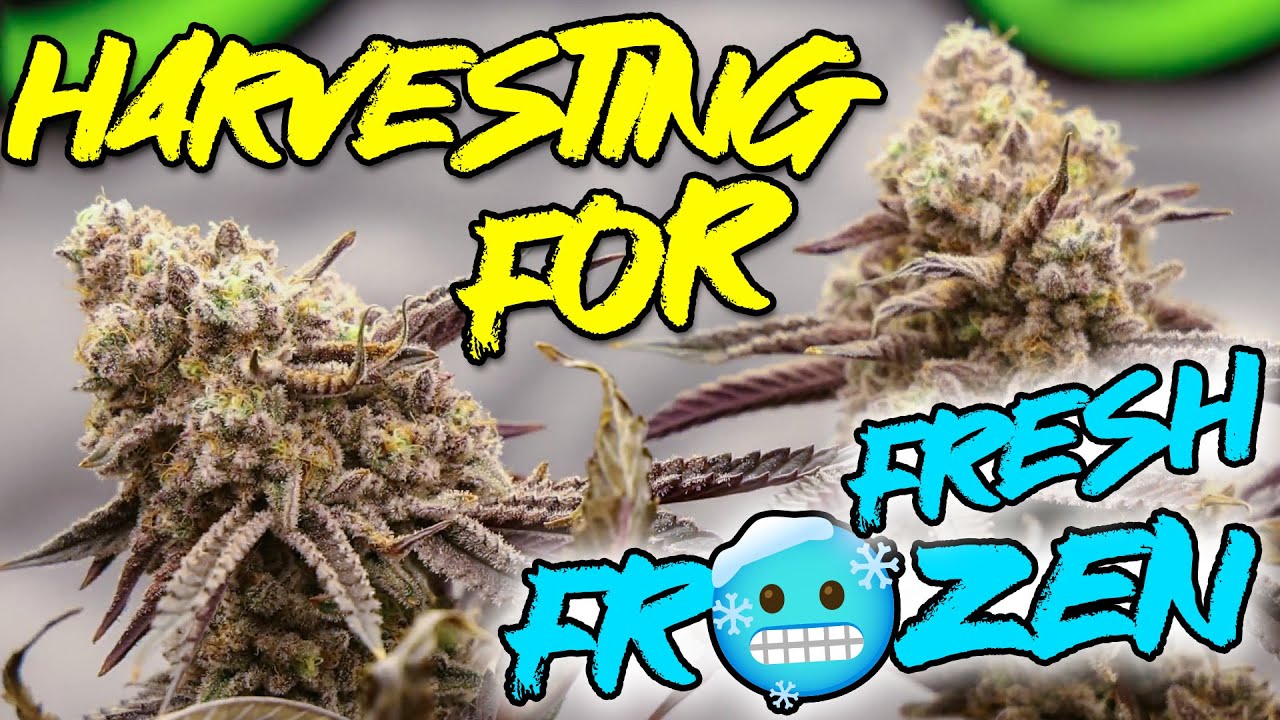 Chopping 🍉Emoji For Fresh Frozen