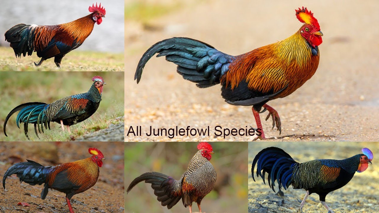 All Junglefowl Species / Types of Junglefowl / Junglefowl