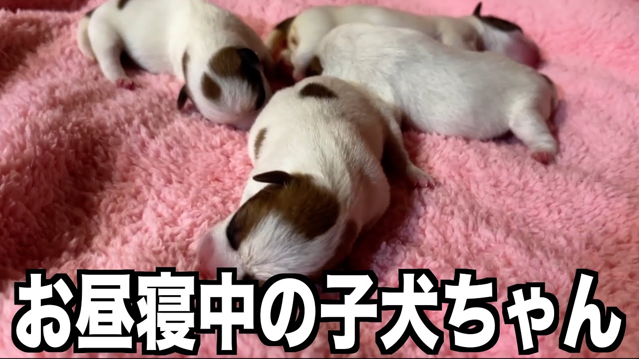 【ジャックラッセルテリア】お昼寝している可愛い子犬ちゃん達【にくきゅう】
