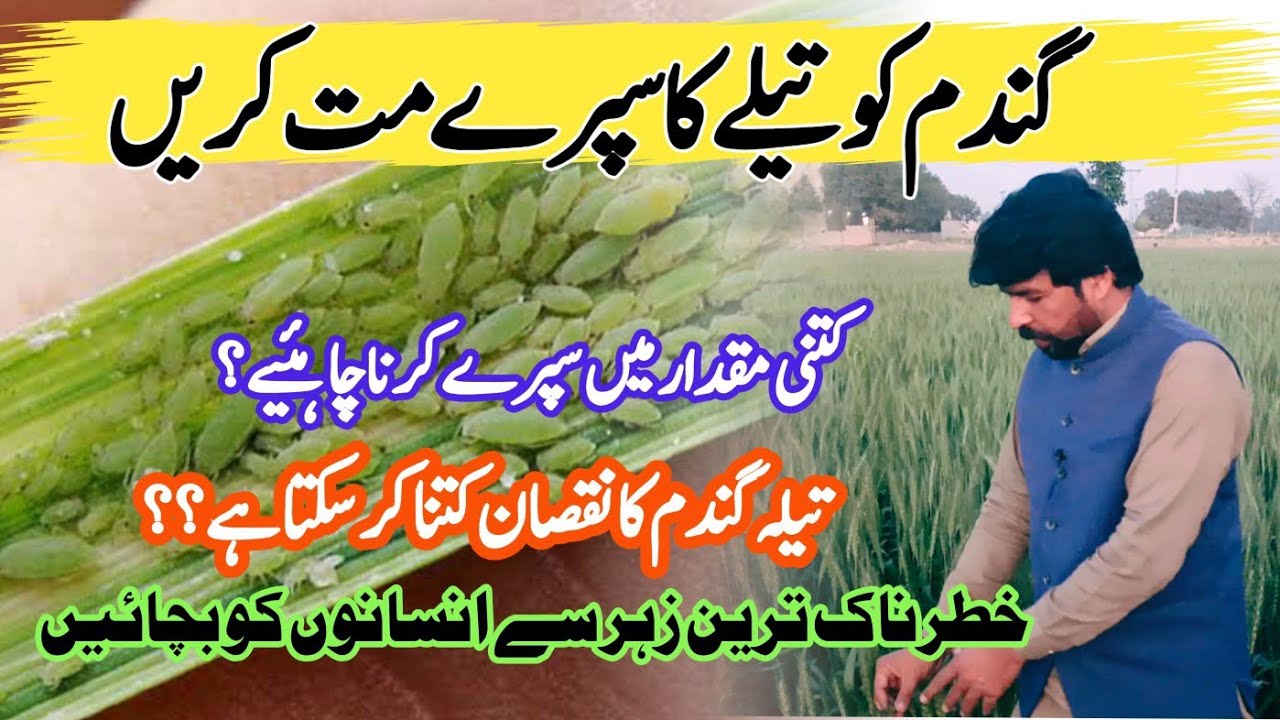 aphids/ Jassid management in Wheat | سست تیلا چست تیلا #corn #agriculture #farming #wheat #planting