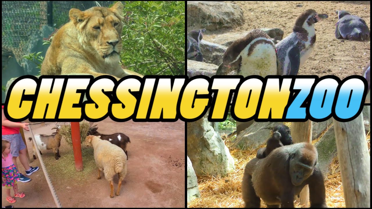 CHESSINGTON ZOO - Chessington World of Adventures (4k)