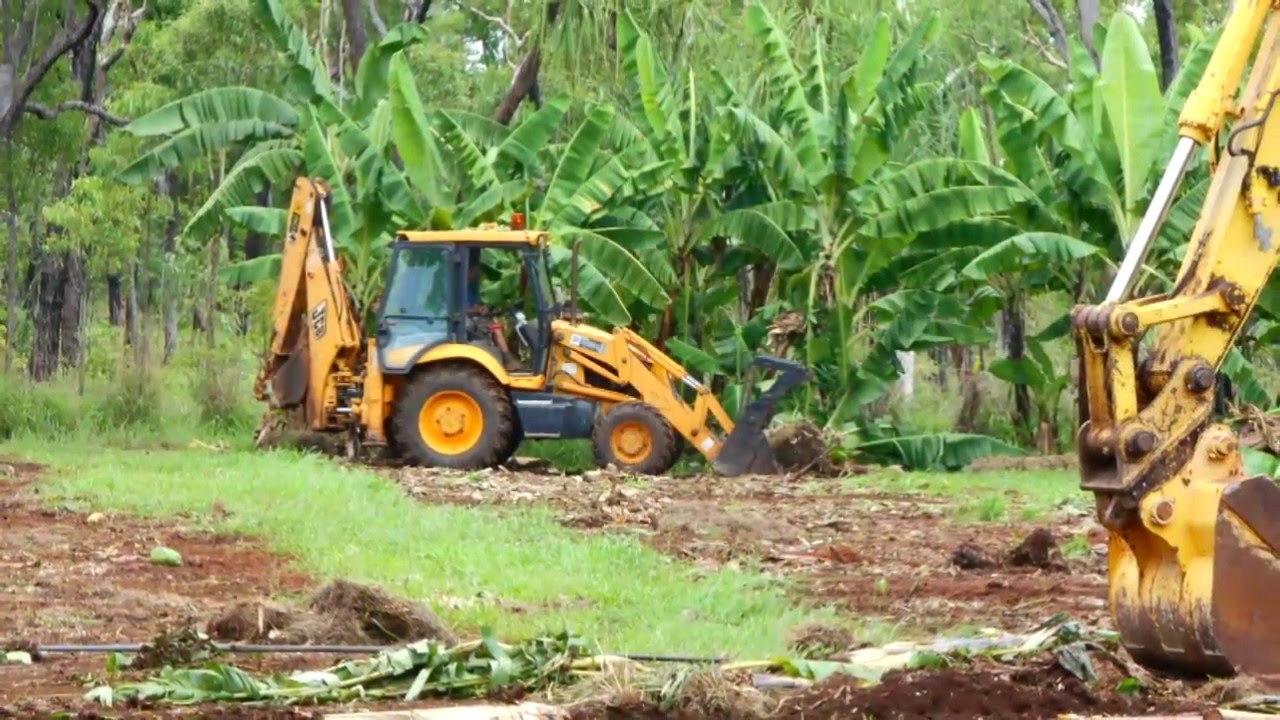 Australia's National Banana Freckle Eradication Program