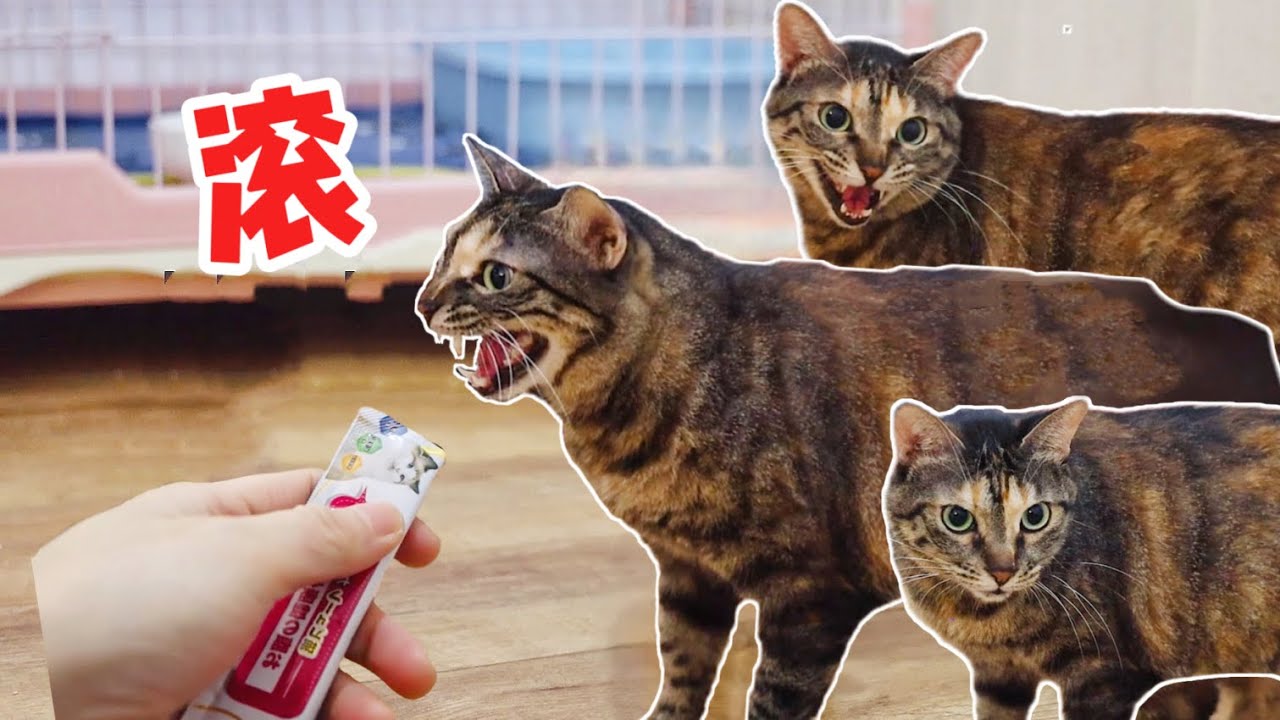 搞威貓口吐芬芳徹夜罵街，鏟屎官睡不能寐快崩潰，親訓教育失敗？｜李喜猫