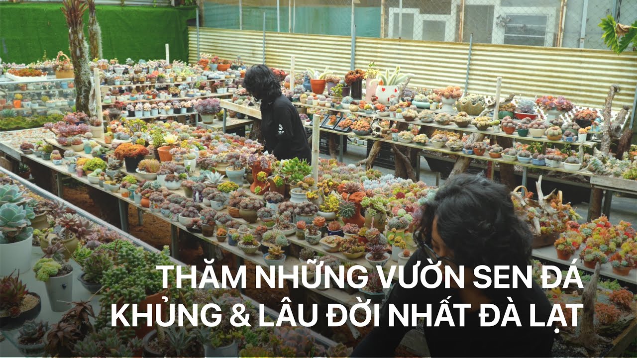 Đây là những vườn sen đá quy mô khủng và lâu đời nhất Đà Lạt (Tập 1)