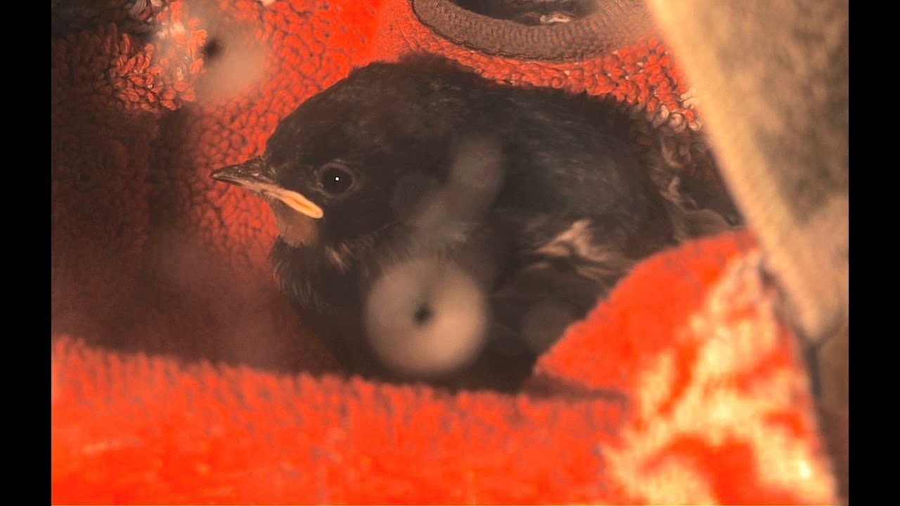Wildvogel Pflegestation Kirchwald, Deutschland
