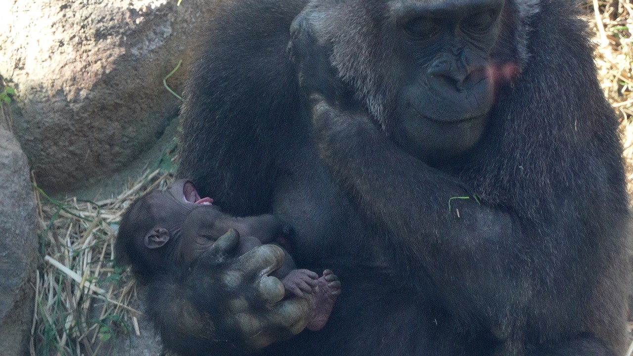 Секрет Генки: Телепатическая Связь Мамы-Гориллы с Новорожденным Gorillas family / ape