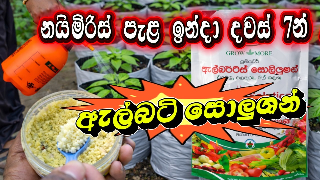 නයිමිරිස් පැළ සිටුවා දවස් 7න් ඇල්බට් සොලියුශන් පොහොර යෙදීම. Albert Solution Pohora