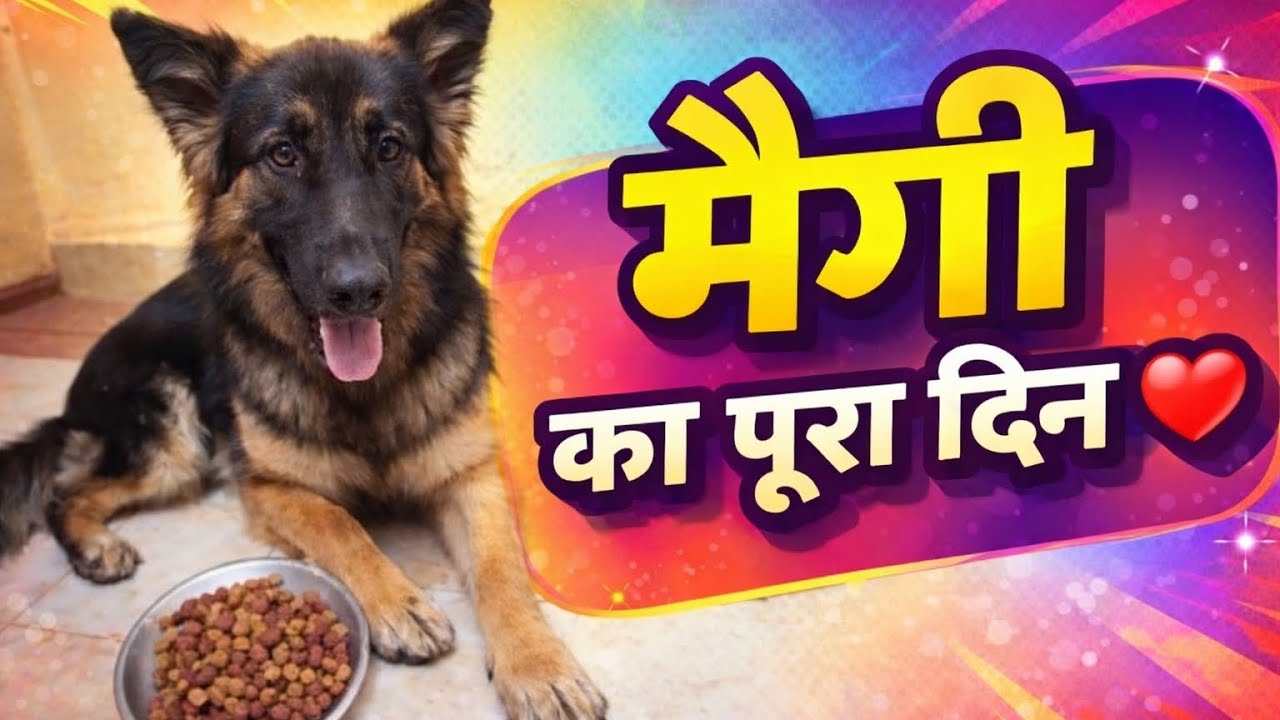 देखिए मैगी की डेली रूटीन #cutedog #Maggi#minivlog #@pushpagupta913 #youtubeshorts 🙏🐶🐾