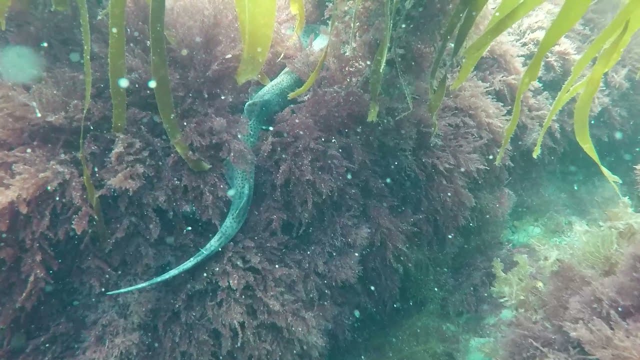 Porth Ysgaden Wales: Scuba diving July 2021