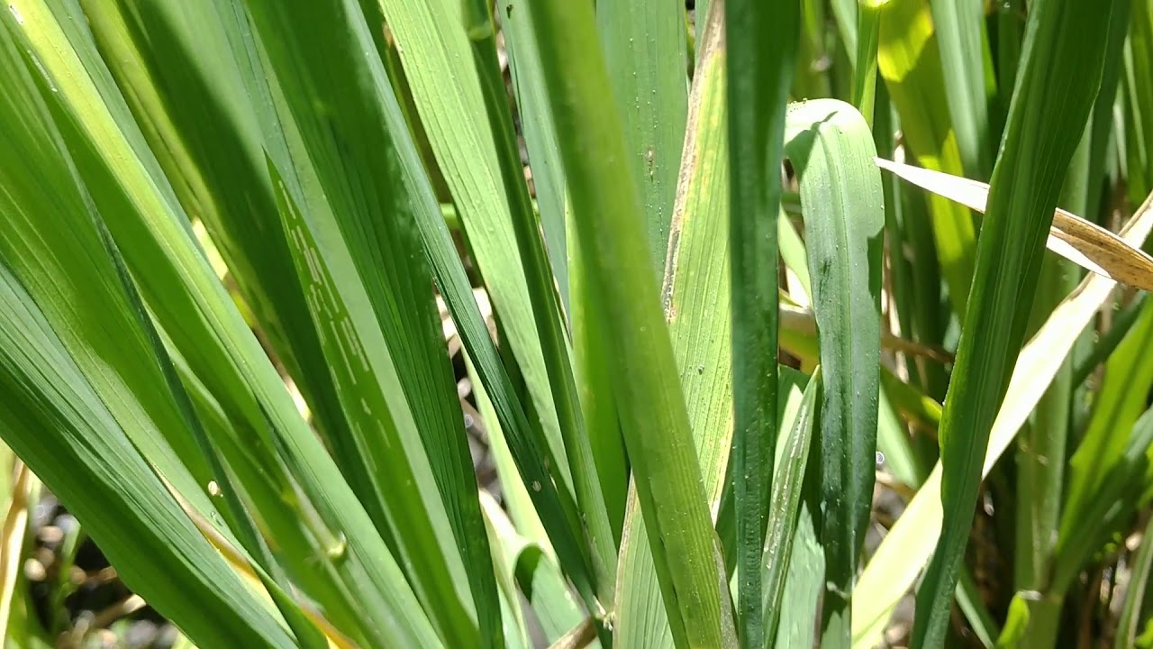 Control químico de plagas en el cultivo del arroz🌾|Sogata 🦗