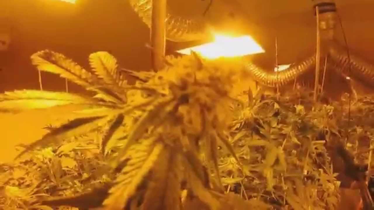 Quick 420 GROW ROOM Tour 420 BUDS WEED