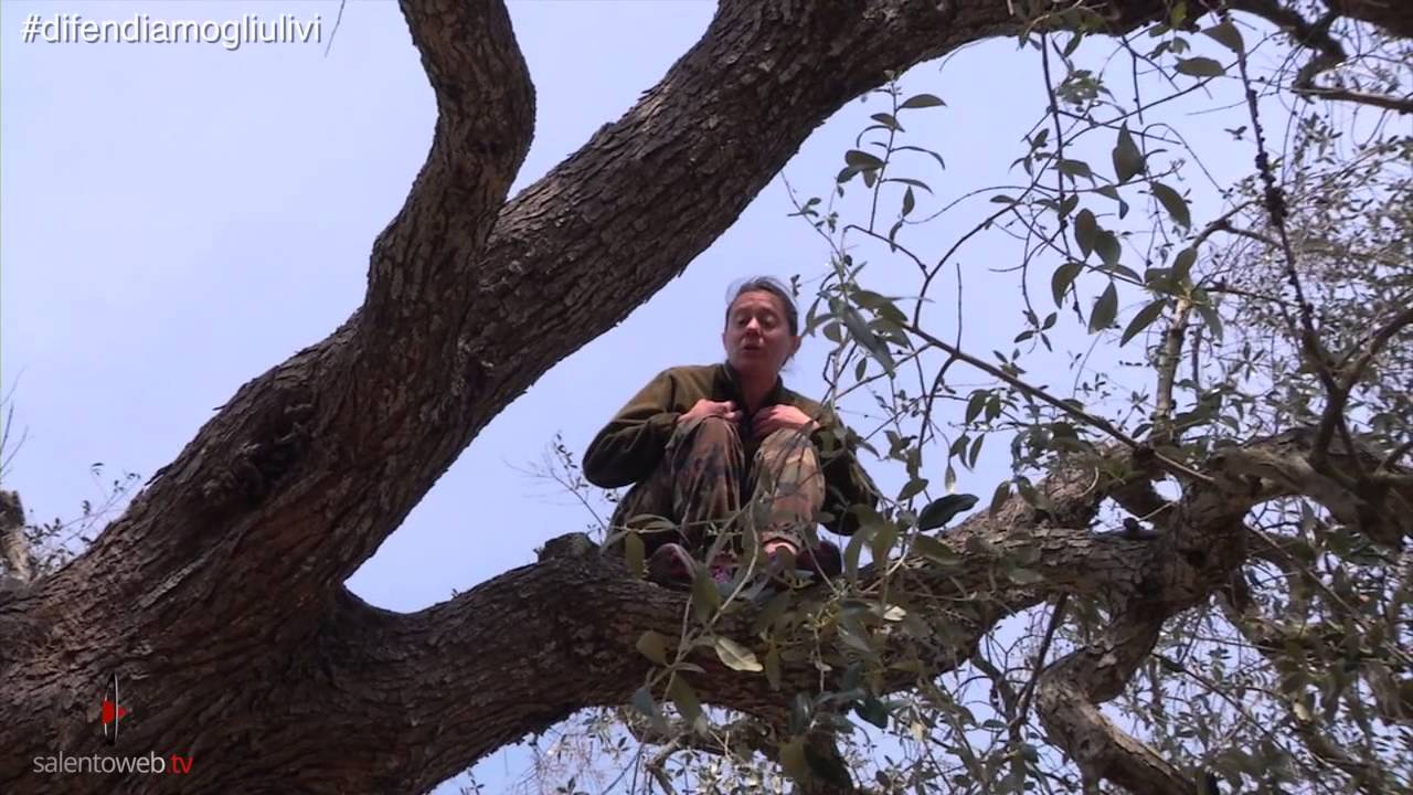La battaglia contro la Xylella arriva a Veglie