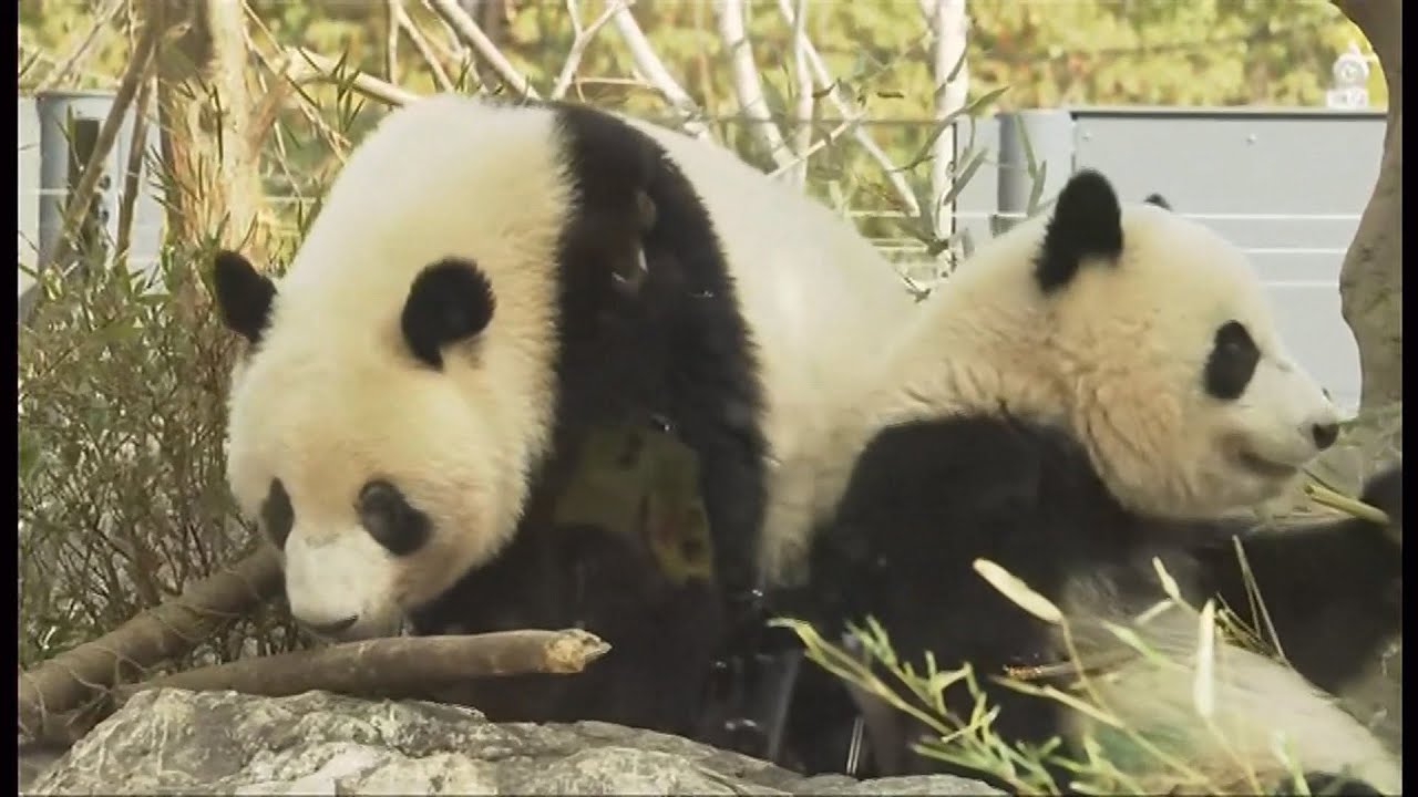 Crowds bid farewell to Japan’s last pandas before return to China amid souring ties (Japan)