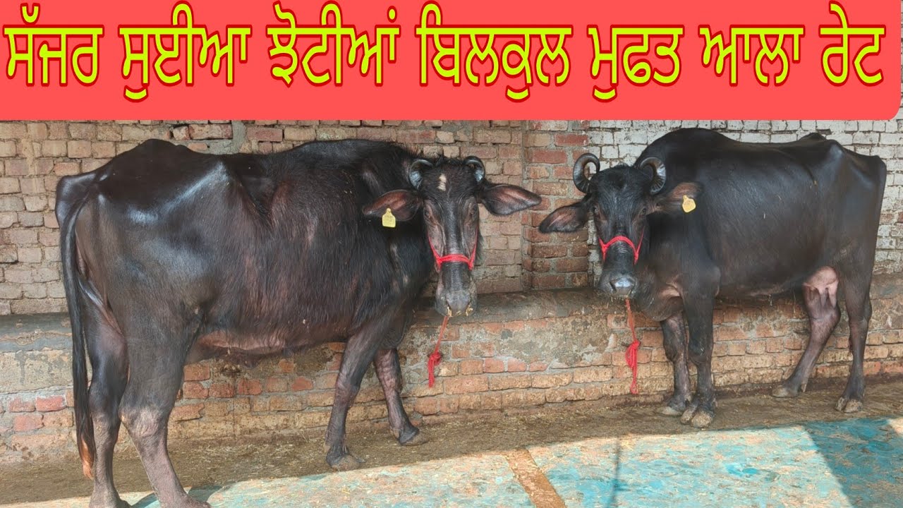 ਸੱਜਰ ਸੁਈਆ ਝੋਟੀਆਂ ਫੋਨ ਨੰਬਰ +919815906784 #subscribemychannel 