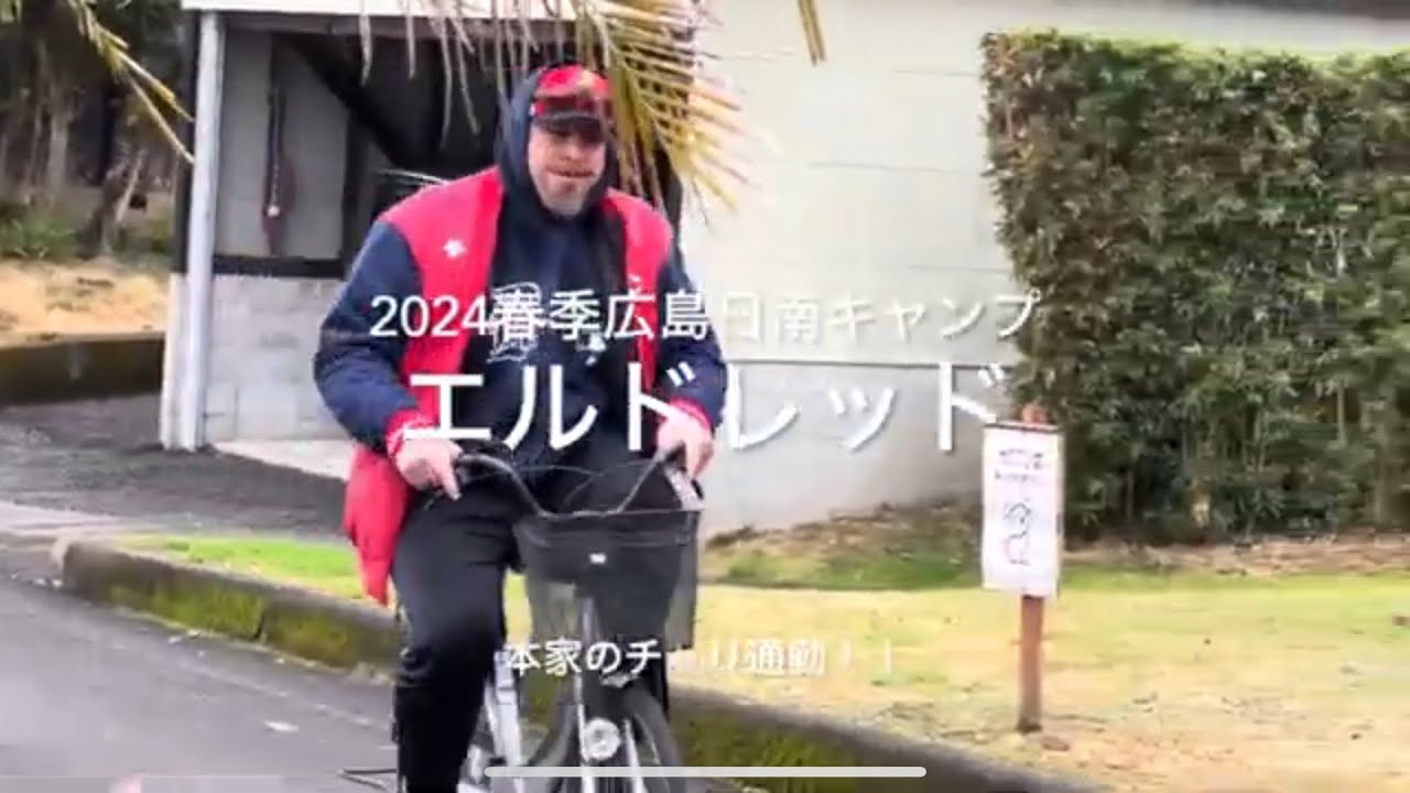 本家のエルドレッドのチャリ通勤からの即席サイン会！！流石の神対応！！【2024.2.3春季日南キャンプ3日目】#広島カープ#2024春季日南キャンプ#天福球場#エルドレッド#自転車通勤