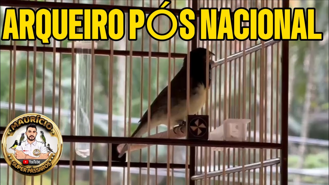 COLEIRO ARQUEIRO P&Oacute;S NACIONAL
