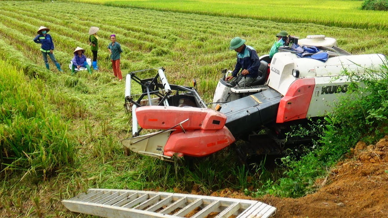 MÁY CẮT LÚA KUBOTA DC 35 | MÁY GẶT ĐẬP LIÊN HỢP KUBOTA MIỀN TÂY - CHẠY QUÁ TUYỆT VỜI