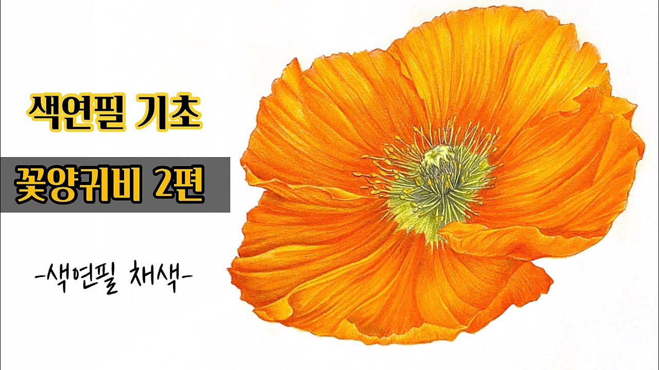 색연필기초/꽃양귀비 2탄/색연필 채색편/색연필 보태니컬아트 기초/colored pencils botanical art