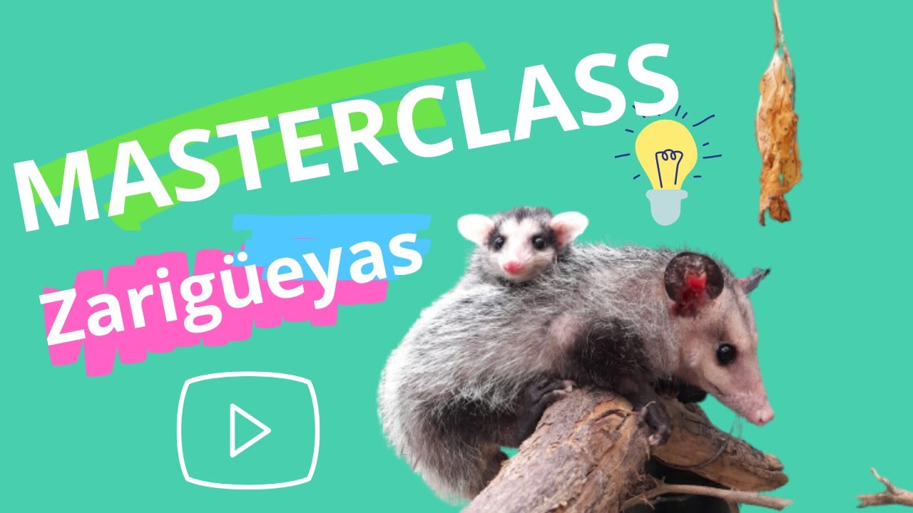 MASTERCLASS:  ¡hablemos sobre ZARIGÜEYAS!