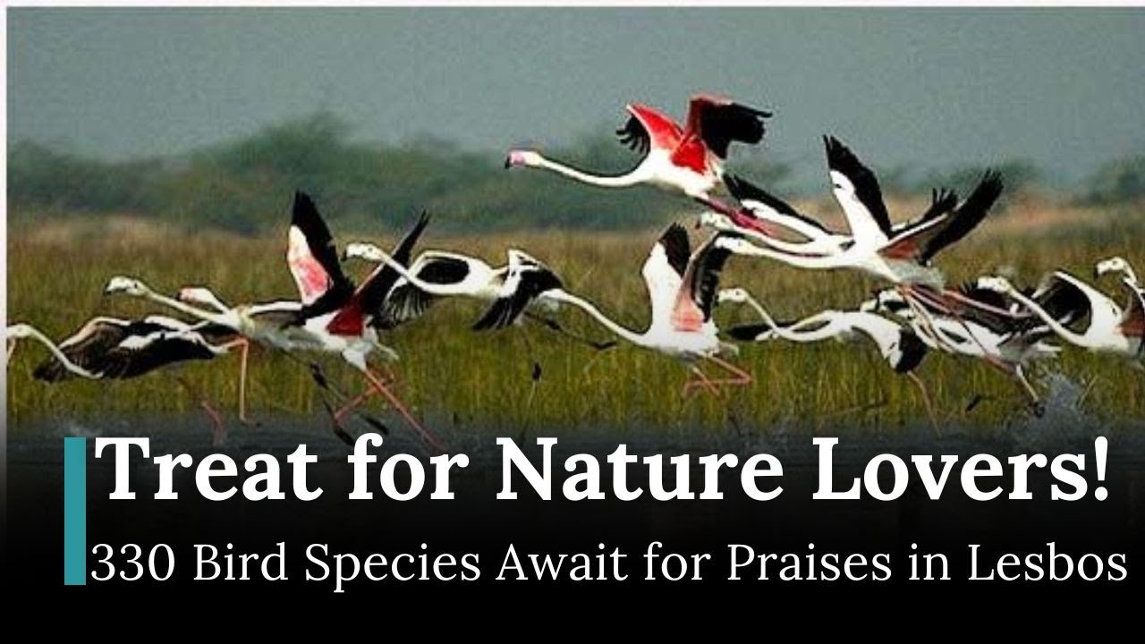 Lesbos Birds Migration pulling Europeans to avail a Birdwatching Bliss | Republic News Deutsch |AL12