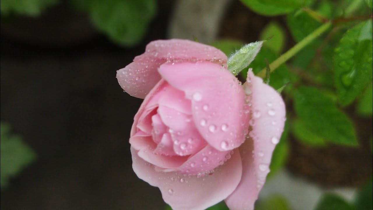 Gardening by shlok 💐 is live