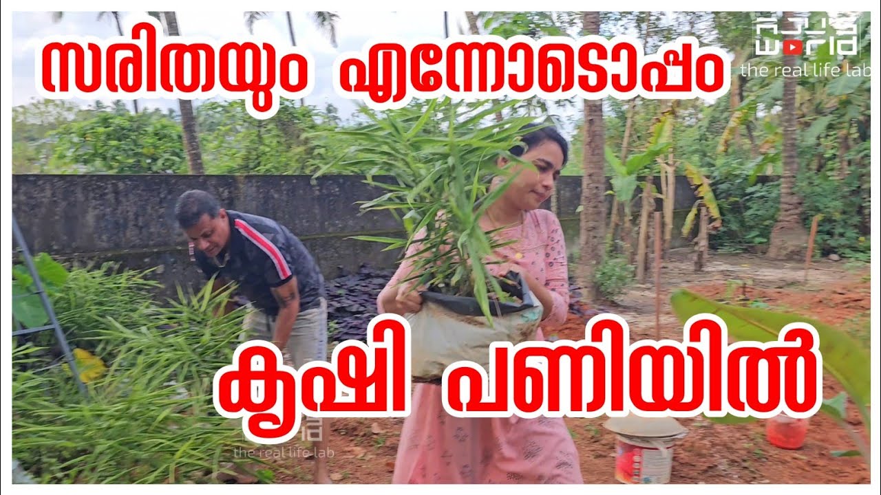 സരിത എന്നോടൊപ്പം കൃഷി പണി പഠിച്ചു... /  Family vlog /Agriculture /Vegetable Garden 