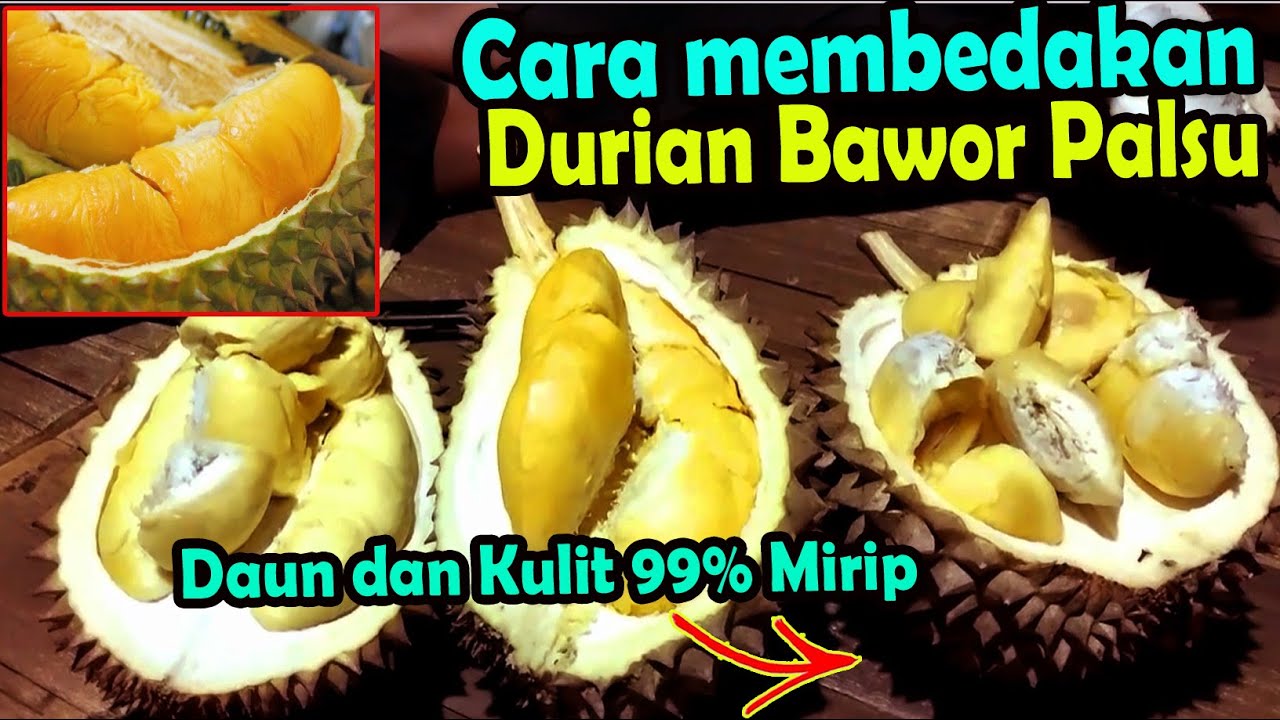 Durian Bawor Asli dan Palsu Sangat mirip