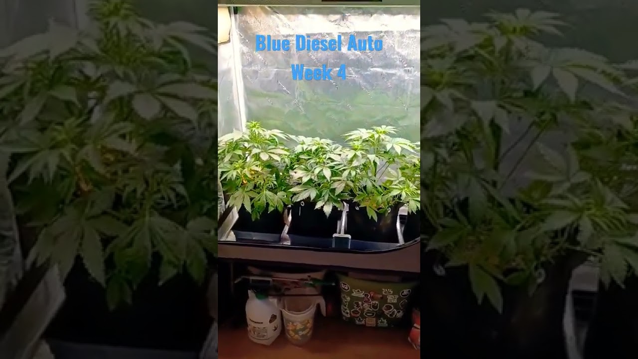 Blue Diesel Auto from Sonoma Seeds. Old growth, new video!