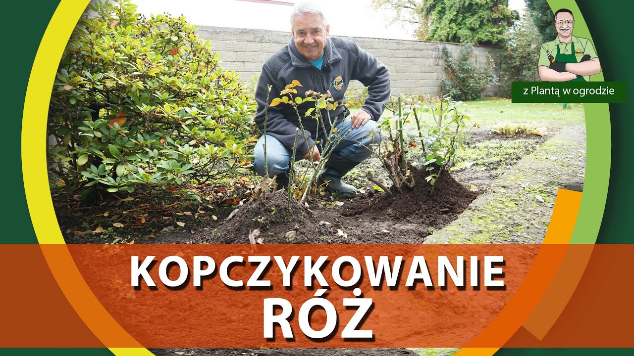Jak przygotować róże do zimy - Z PLANTĄ W OGRODZIE