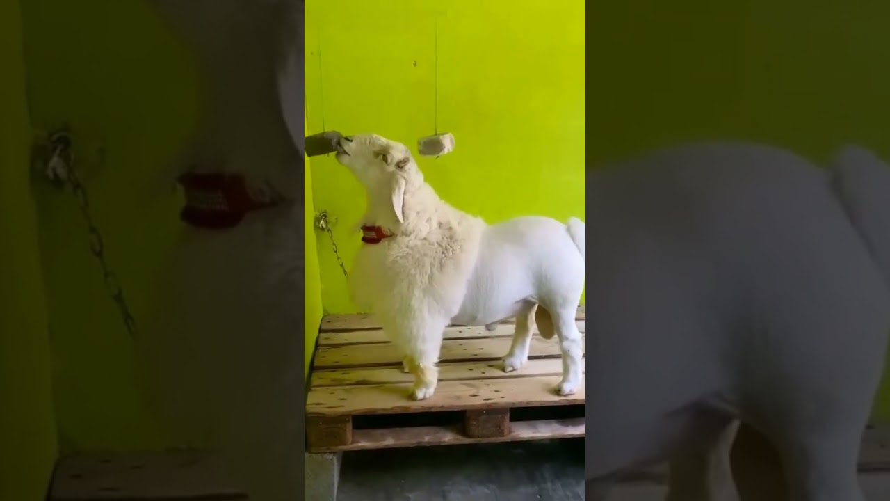 Mashallah pure bandur sheep 🔥💯(pls like, subscribe, share and support the channel!)