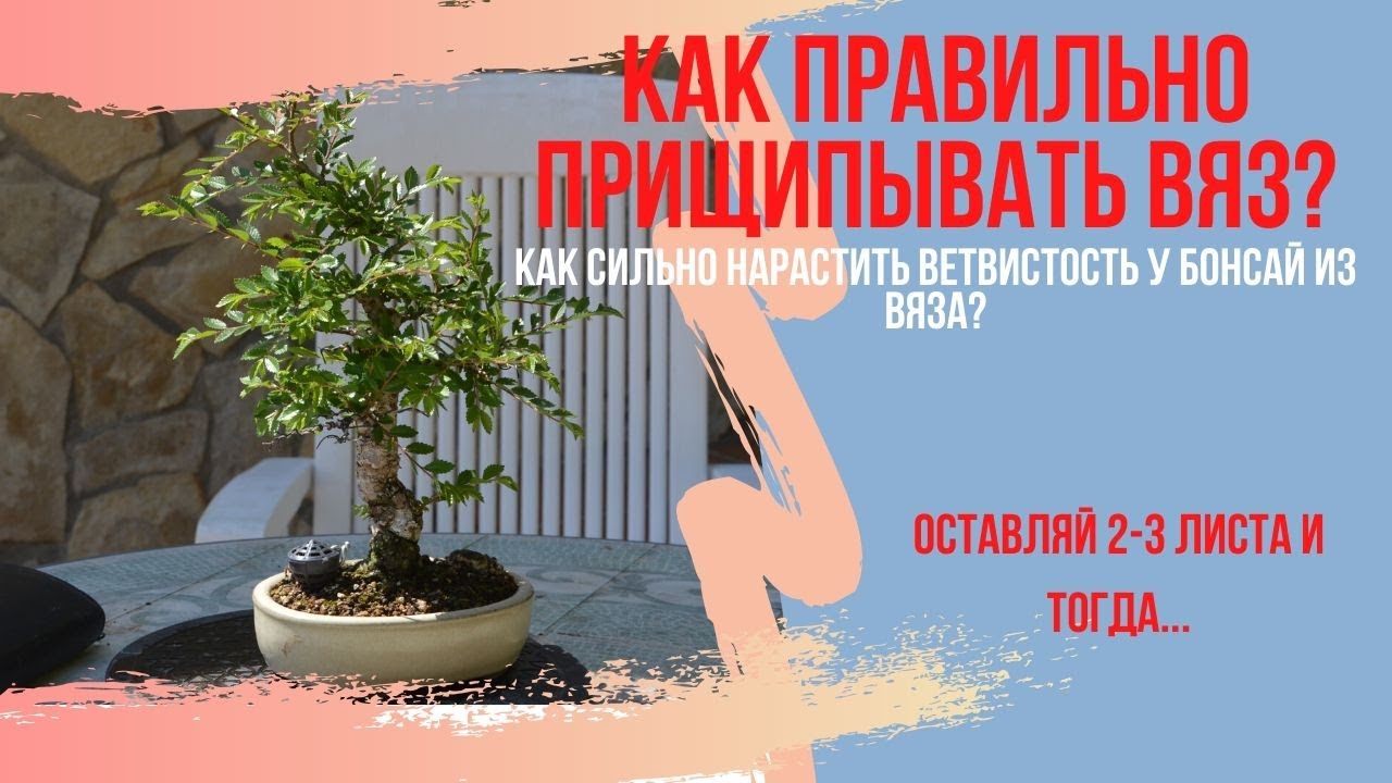 Как улучшить ветвистость бонсай? Как правильно прищипывать вяз бонсай? How to pinch bonsai?