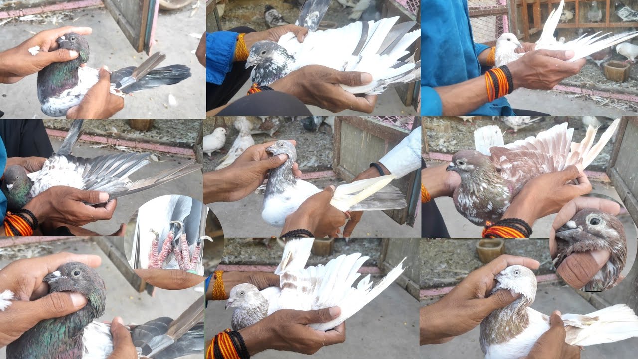 अंधेरे मै साम तक बैठने वाले बनारसी कबूतर Banarasi Kabutar#pigeon #kabutarbazi #birdslover @pigeonvns
