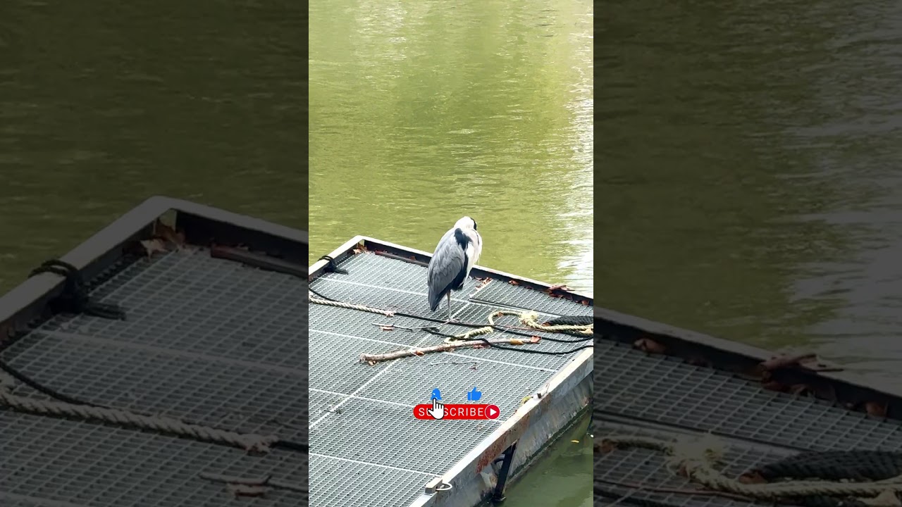 A Patient Neighbor 🐟 | Grey Heron in Rotterdam