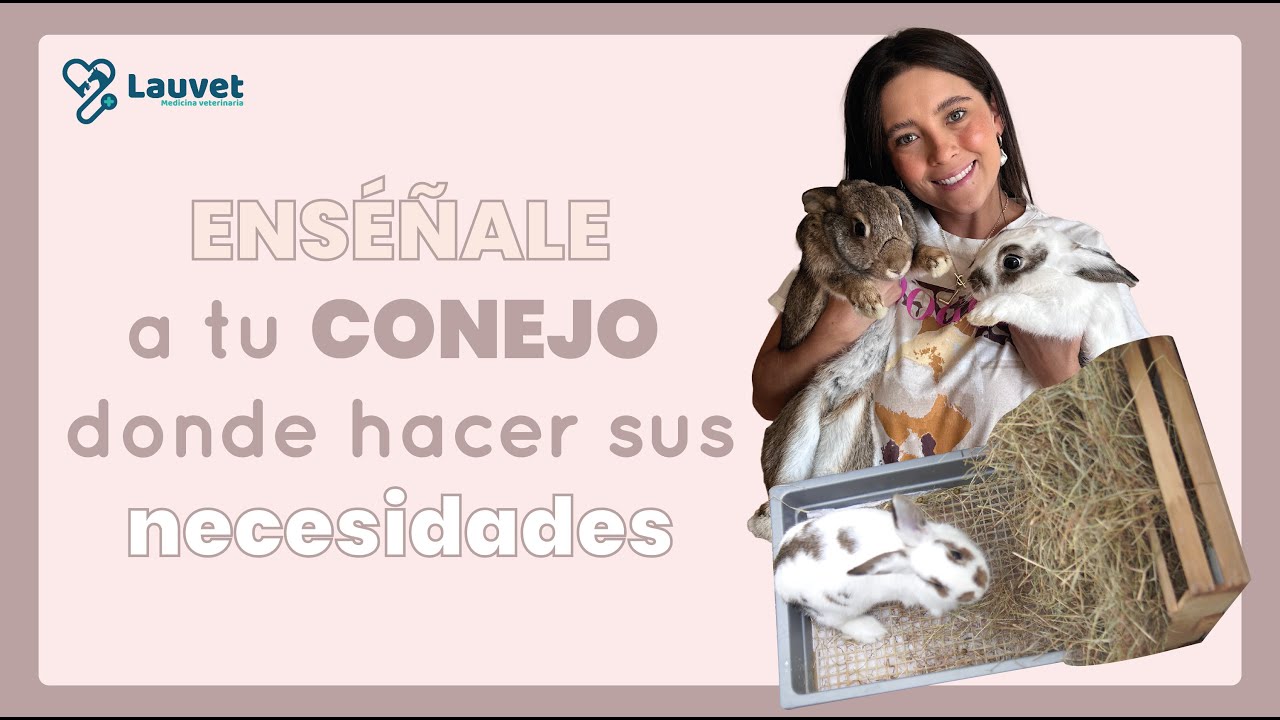 CÓMO ENSEÑARLE A UN CONEJO A HACER SUS NECESIDADES EN EL ESQUINERO - Lauvet