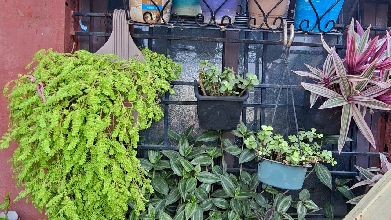 Top best 10 Hanging Plants for summer Gardening...