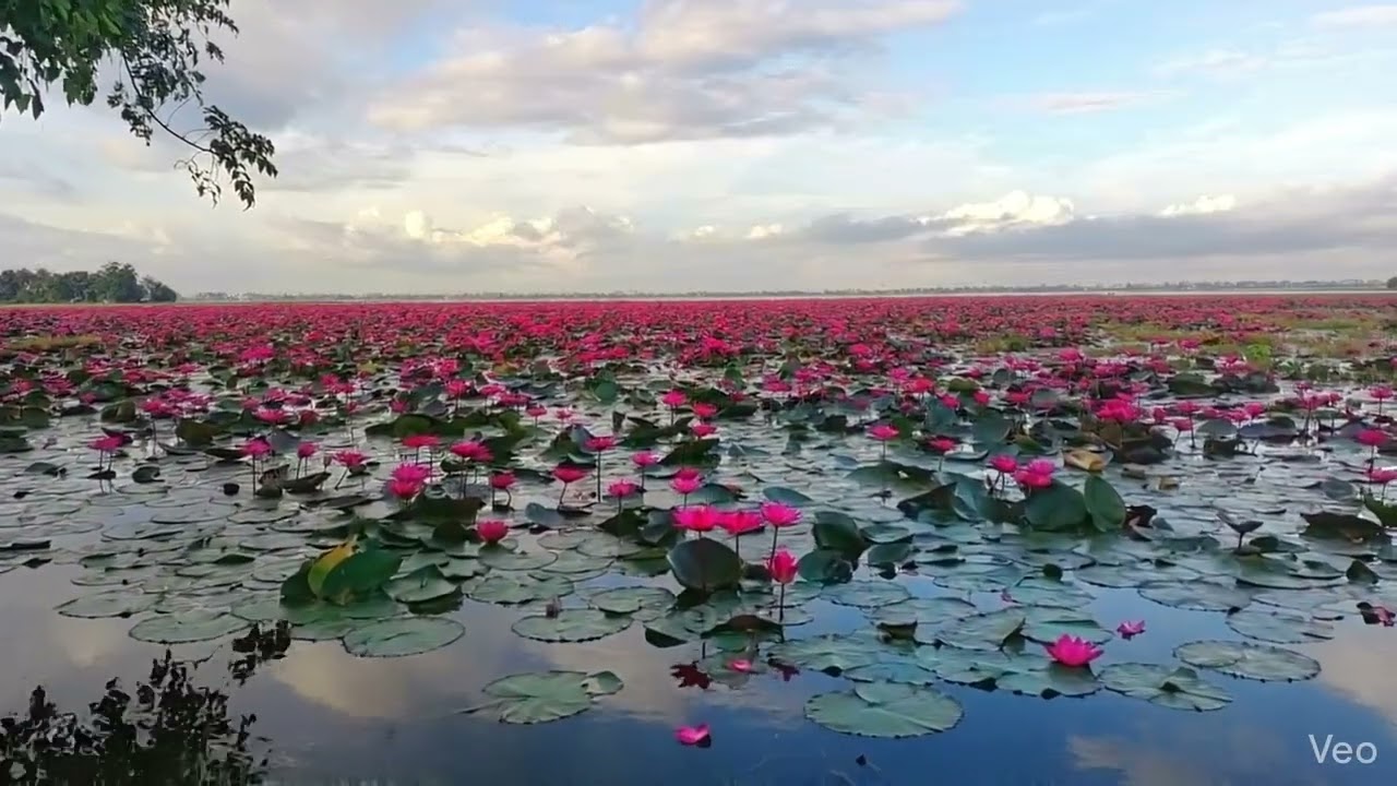 Relaxing Lotus Pond Scene | Warm Ambient Water Ripples + Light Melody