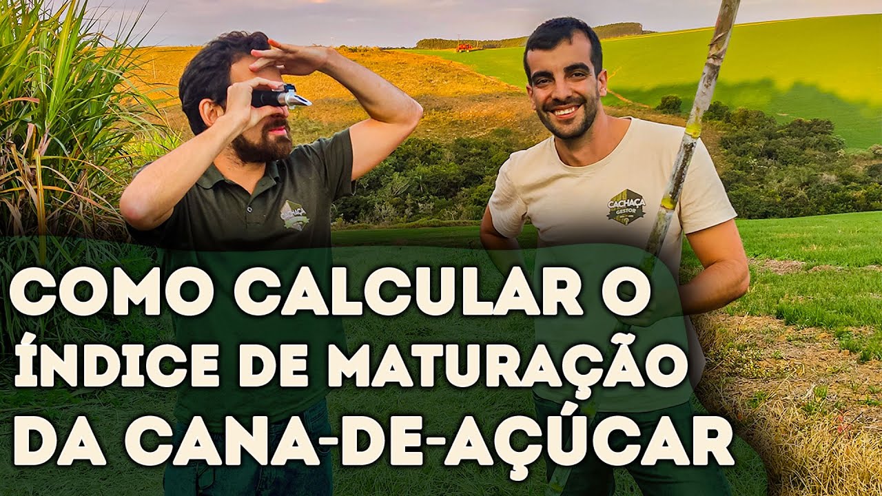 COMO SABER SE A CANA ESTÁ PRONTA PARA SER CORTADA
