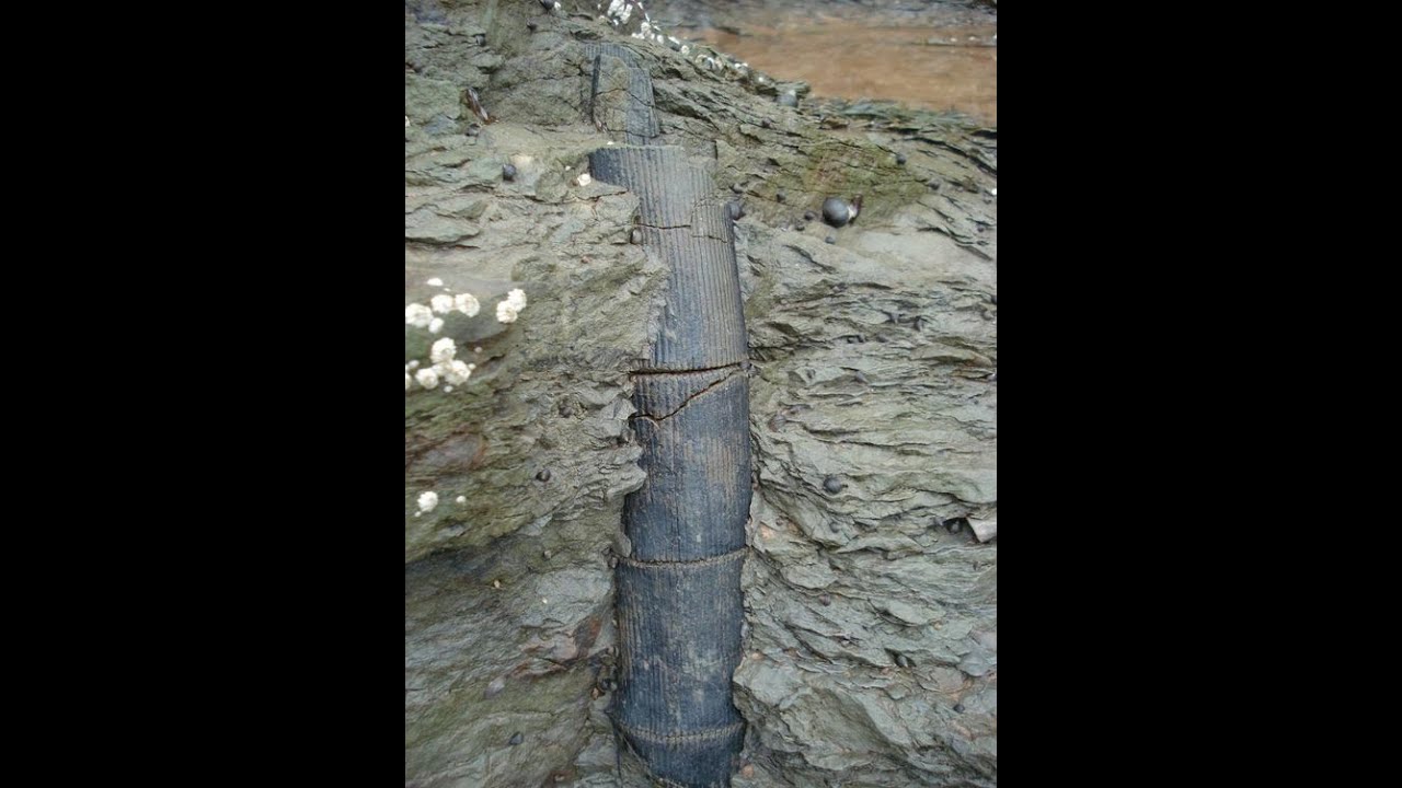 Giant Hairs or Trees or Sediment...Myron Cook and Roger Spurr Discuss Details and then you Decide