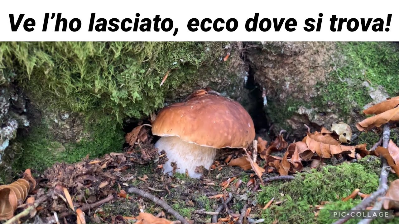 A quale quota ora nascono più porcini? Meglio faggete a 1300 o 1600 metri? - Avventure fungaiole