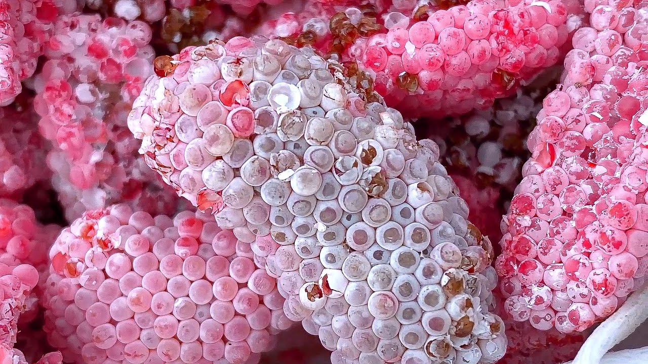 Invasive snail eggs crushed | Apple snail Eggs ASMR 🐌31
