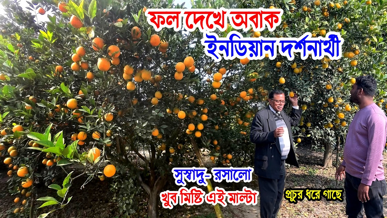 এই মালটা কম সময়ে বেশি ফল ধরে-সঠিক জাত কোথায় পাবেন | গাছে এত ফল দেখেই মন ভরে গেলো | হলুদ কিং মাল্টা