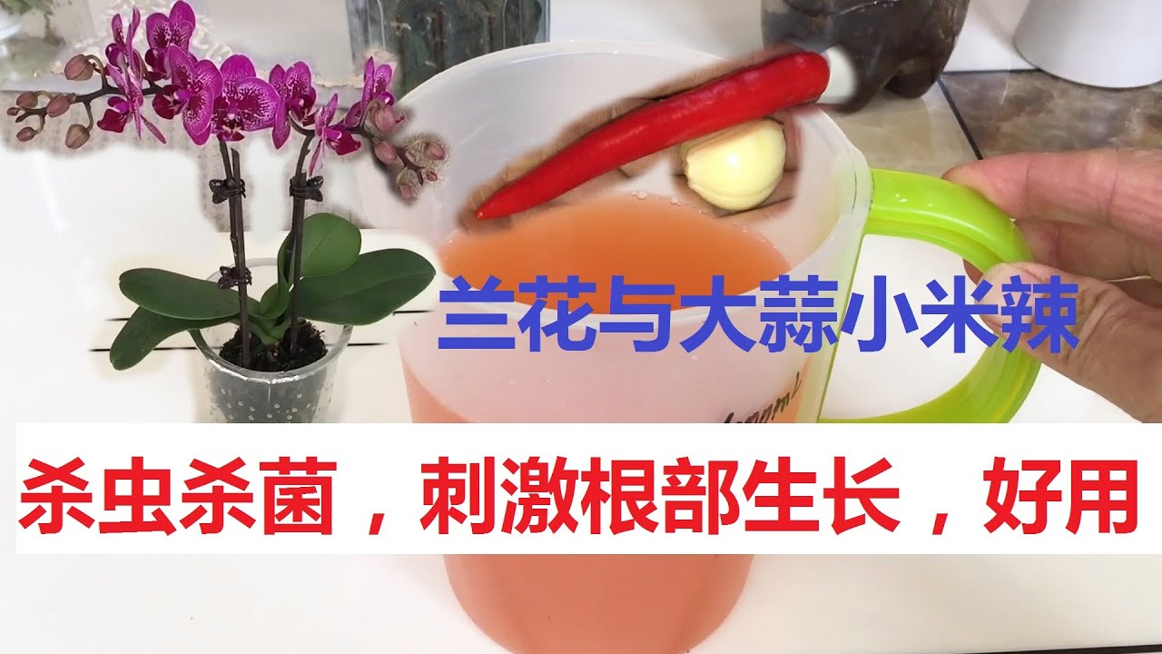 兰花与“大蒜小米辣”，杀虫杀菌、促新根萌发，养兰、救兰都好用！（阿涛养花87期）Garlic, millet and spicy orchids！