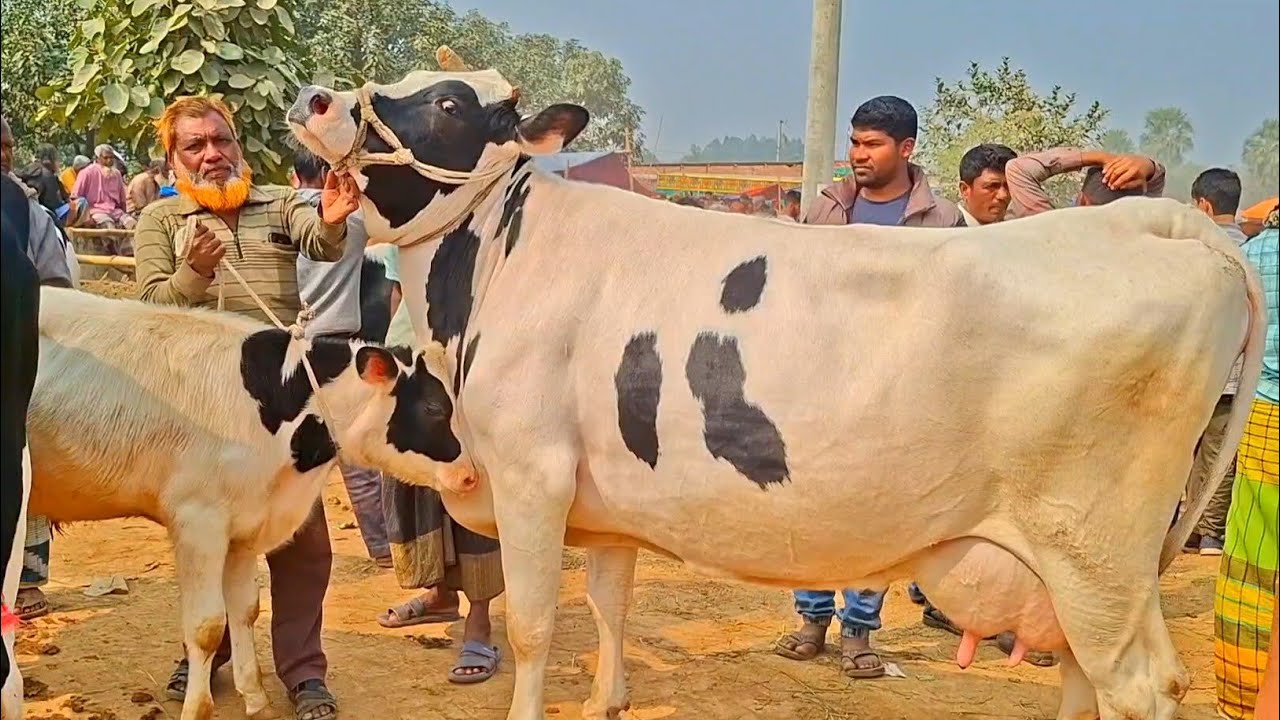 @আজ ১১/২/২৬ | উন্নত জাতের দুধের গাভী ও বাছুর গরুর দাম| রানীগঞ্জ হাট |দিনাজপুর 
